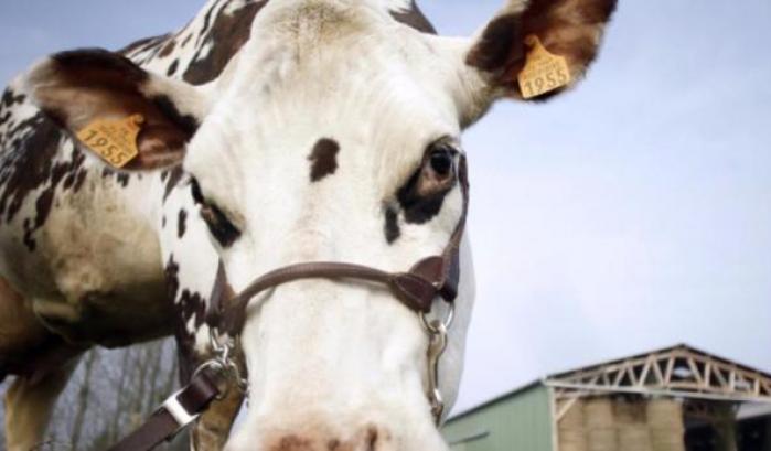 Il progetto degli scienziati russi che fa discutere: mucche clonate per produrre latte senza lattosio