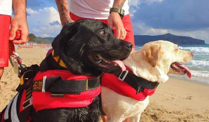 Due cani bagnino evitano il dramma a Palinuro: salvata una 15enne in balìa delle onde