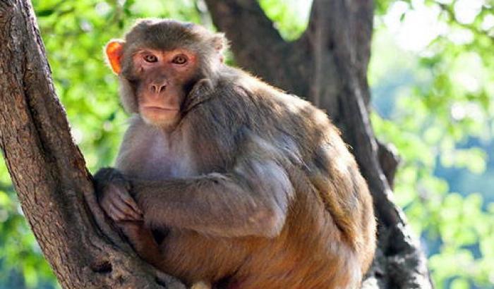 0005BDC4-macaco Macaco