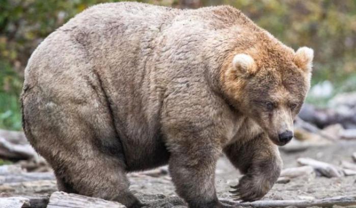 In Alaska un uomo si è salvato dopo gli attacchi di un orso bruno durate una settimana