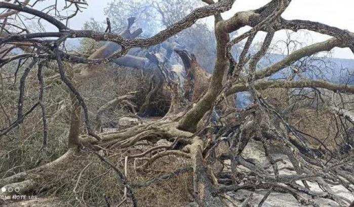 "Ucciso" l'olivastro millenario dall'inferno di fuoco nell'Oristanese: esempio di archeologia botanica