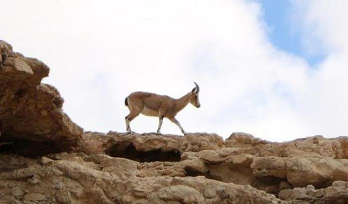 Erdogan ora se la prende con gli animali: 'dichiara guerra' alle gazzelle di montagna