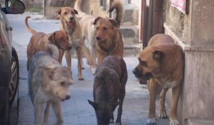 Anzaldi dopo la giovane sbranata dai cani: "Basta far finta di nulla sul randagismo"