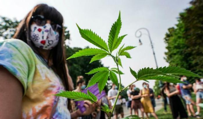 Partita la raccolta firme per il referendum sulla cannabis: 50mila nelle prime cinque ore