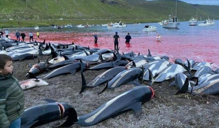 Rabbia e orrore per la Grindadrap: la mattanza dei delfini nelle isole Faroe
