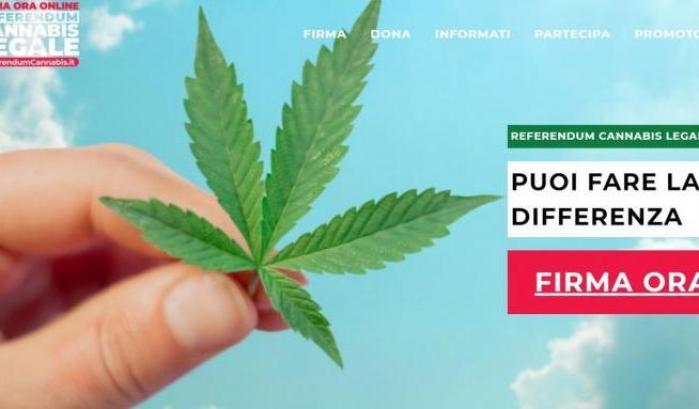 L'annuncio dei promotori: "Il referendum sulla cannabis ha raggiunto 500 mila firme"