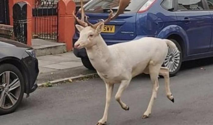 Raro esemplare di cervo bianco abbattuto dalla polizia a Liverpool: "Era un pericolo per gli automobilisti ..."
