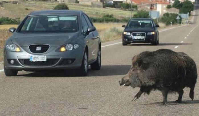 Incidente con un cinghiale: un altro automobilista si ferma e invece di soccorrere porta via l'animale