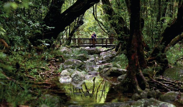 La foresta pluviale di Daintree in Australia