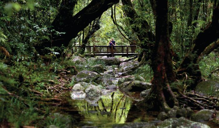 L'Australia restituisce agli aborigeni la foresta pluviale di Daintree