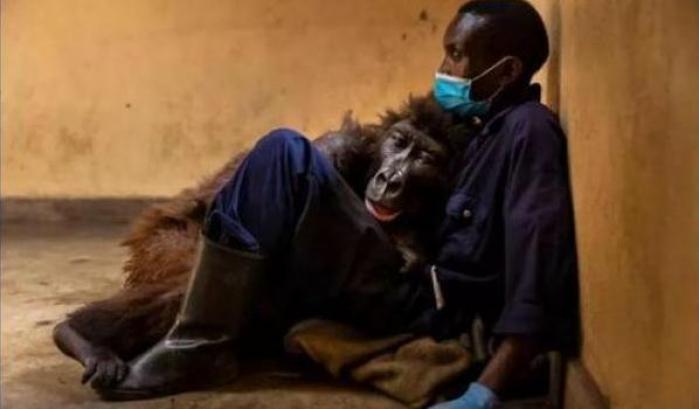 La famosissima gorilla Ndakasi è morta tra le braccia del suo padre umano