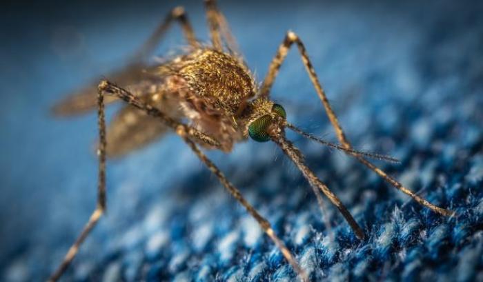 La zanzara coreana è arrivata in italia: è resistente al freddo e si sta diffondendo in Lombardia