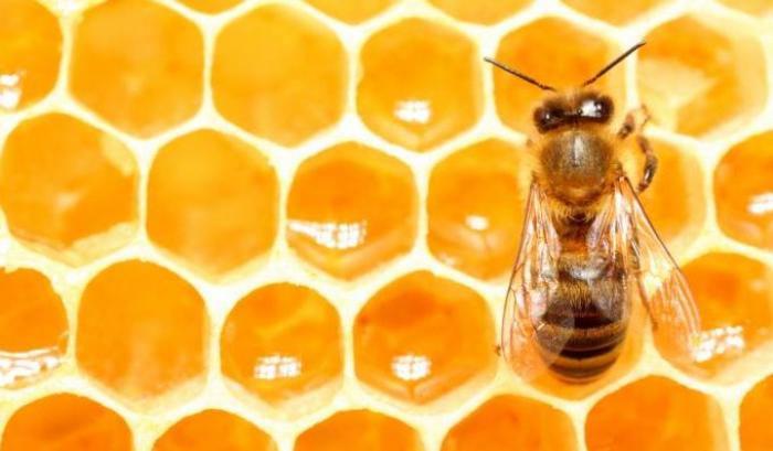 Il distanziamento sociale esiste anche in natura: le api lo adoperano da sempre per evitare i virus