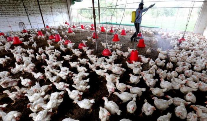 Influenza aviaria in Francia: l'emergenza costringe al lockdown i pollai