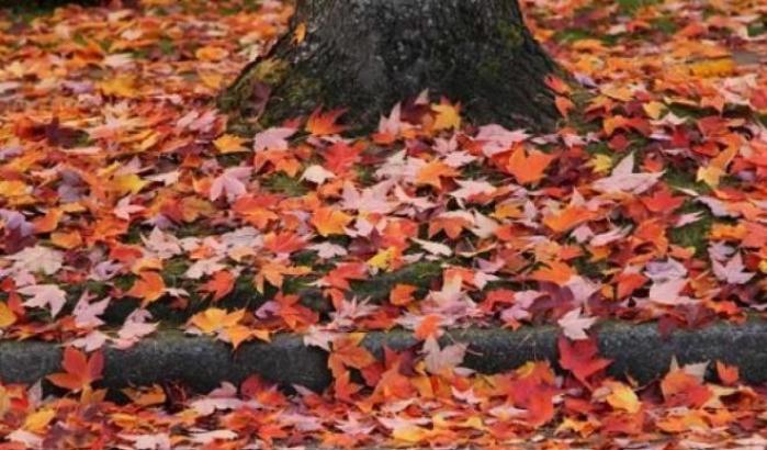 Il cambiamento climatico minaccia l'esistenza dell'autunno: sta mutando il colore delle foglie ...