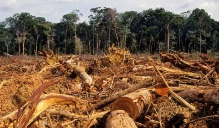 Gli esperti accusano Bolsonaro: l'Amazzonia ha perso 1.220 km² di foresta in un mese