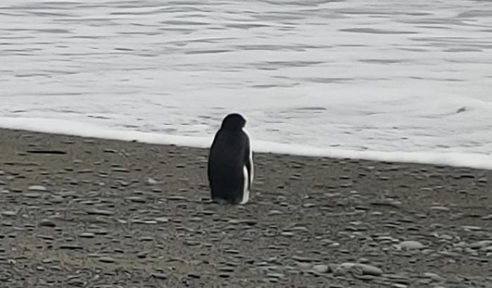 Pinguino scambiato per un peluche: trovato a 3mila chilometri dal suo habitat naturale