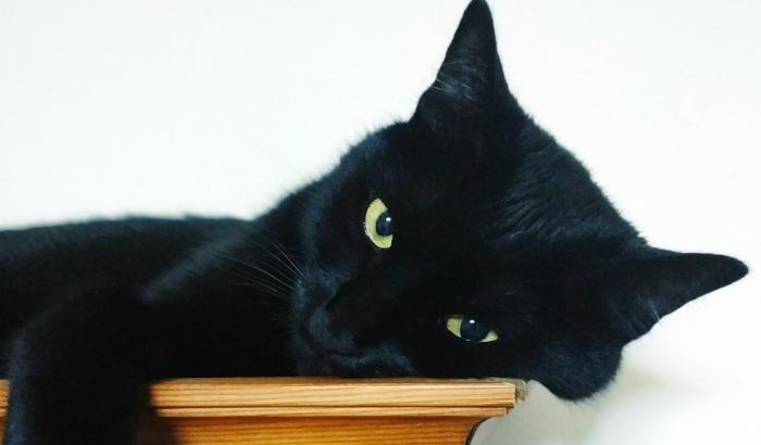 Oggi è la festa del gatto nero: curiosità e miti da sfatare