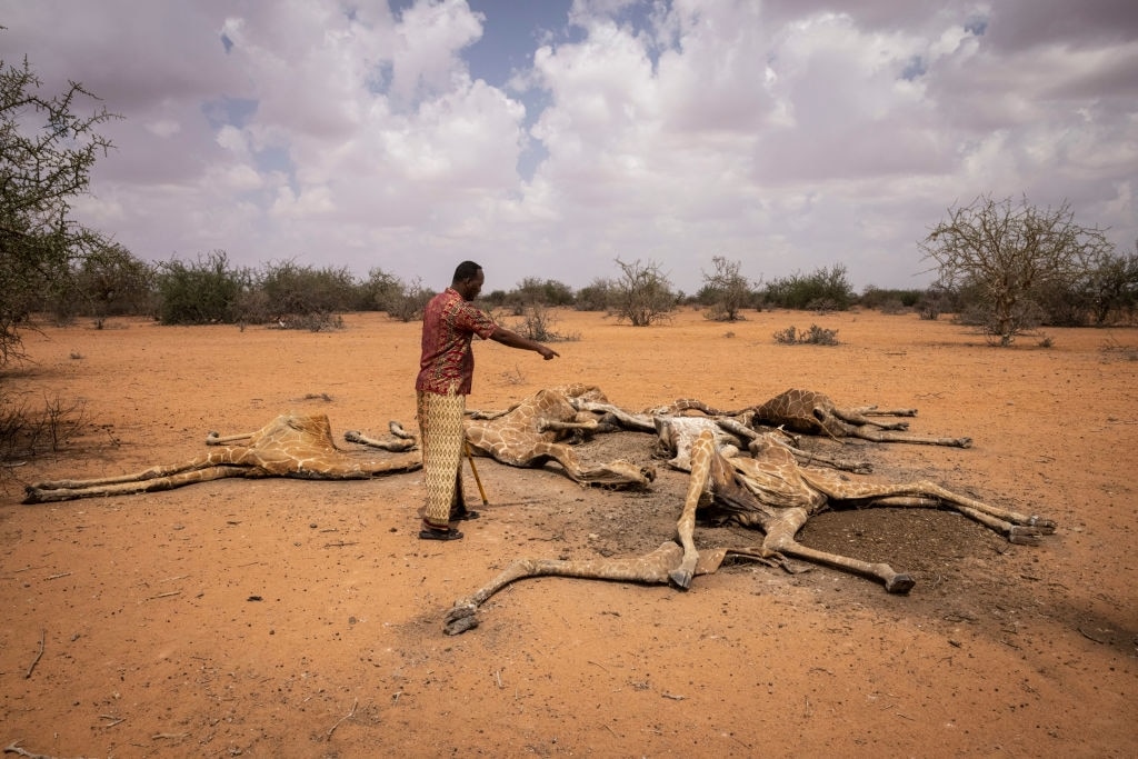 La siccità colpisce l'Africa orientale: la drammatica foto delle giraffe morte di sete in Kenya