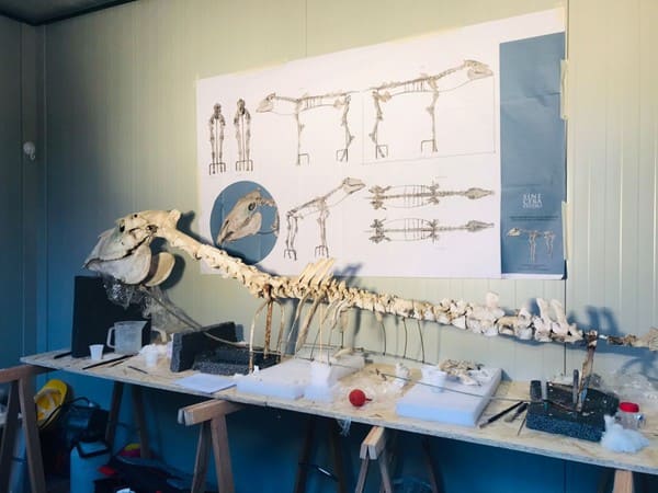 Pompei: inizia il restauro del cavallo ritrovato nel 1938 da Amedeo Maiuri