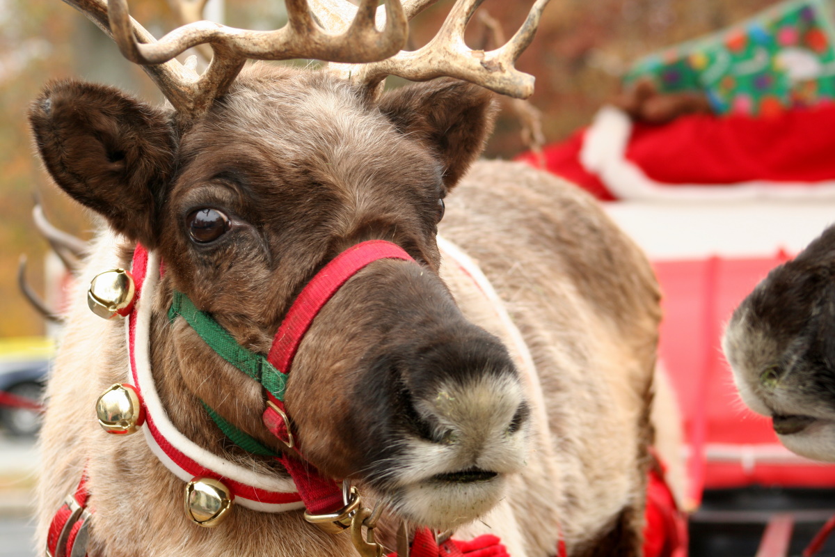 "Vietate le decorazioni di Natale e le renne a scuola": come tanti 'sovranisti' hanno abboccato alla burla sul web