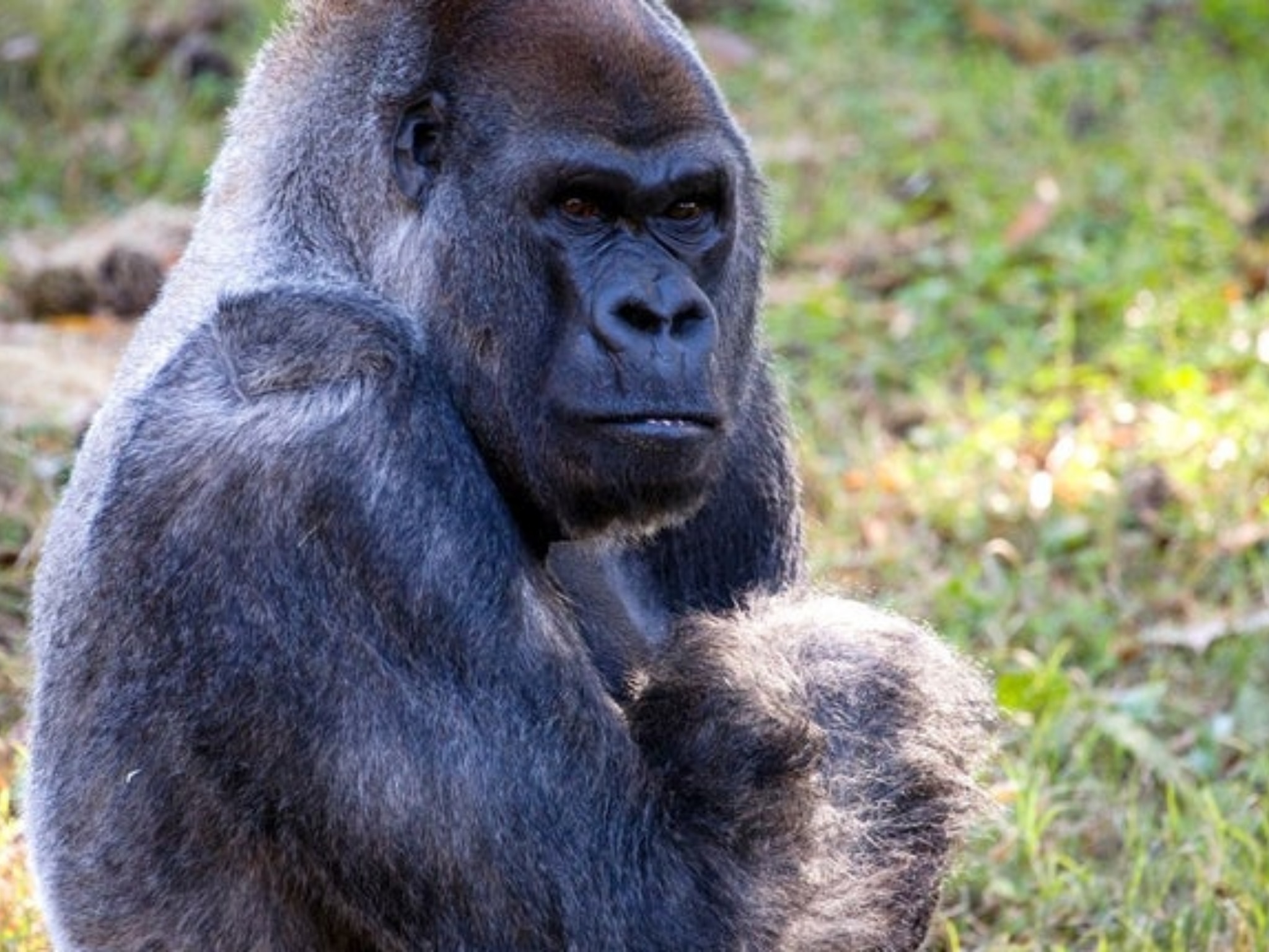 Addio a Ozzie, il gorilla più anziano del mondo