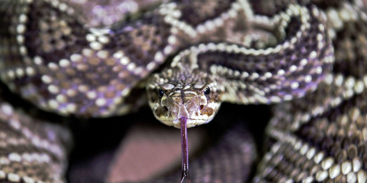 Uomo morto in casa nel Maryland: aveva nell'abitazione 124 serpenti