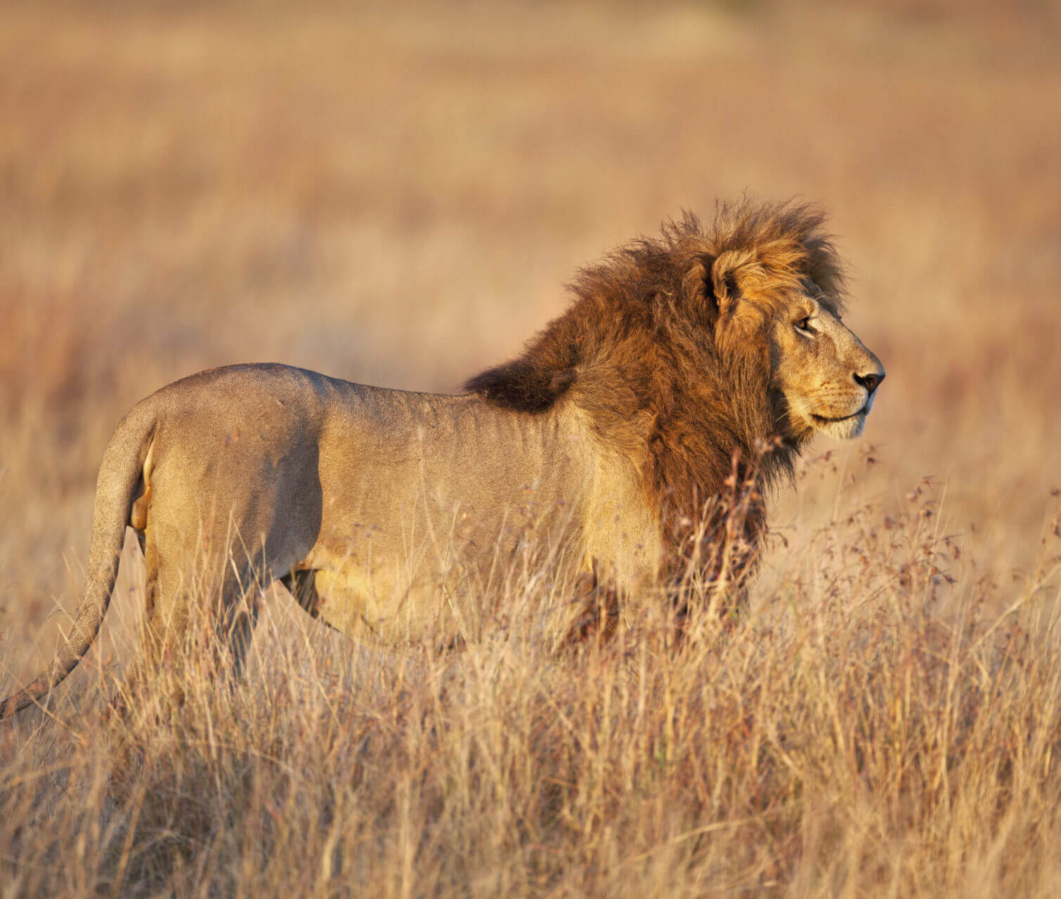 Covid, molti animali ammalati: focolaio a Hong Kong tra 2mila criceti. In Sudafrica stanno male i felini negli zoo