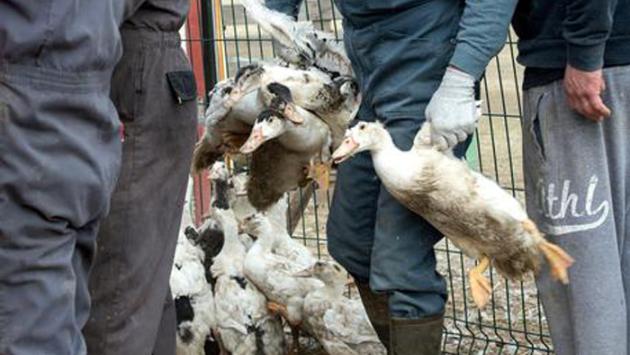 Influenza aviaria, primo caso in Europa: un anziano contagiato dalle sue anatre