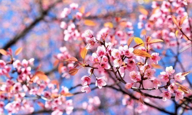 Meteo, l'anticiclone porterà un po' di primavera