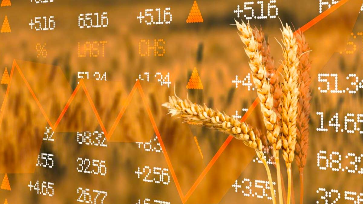 Il prezzo dei cereali si impenna: aumento di 80 euro/t rispetto a una settimana fa. Ecco quanto costa fare la spesa