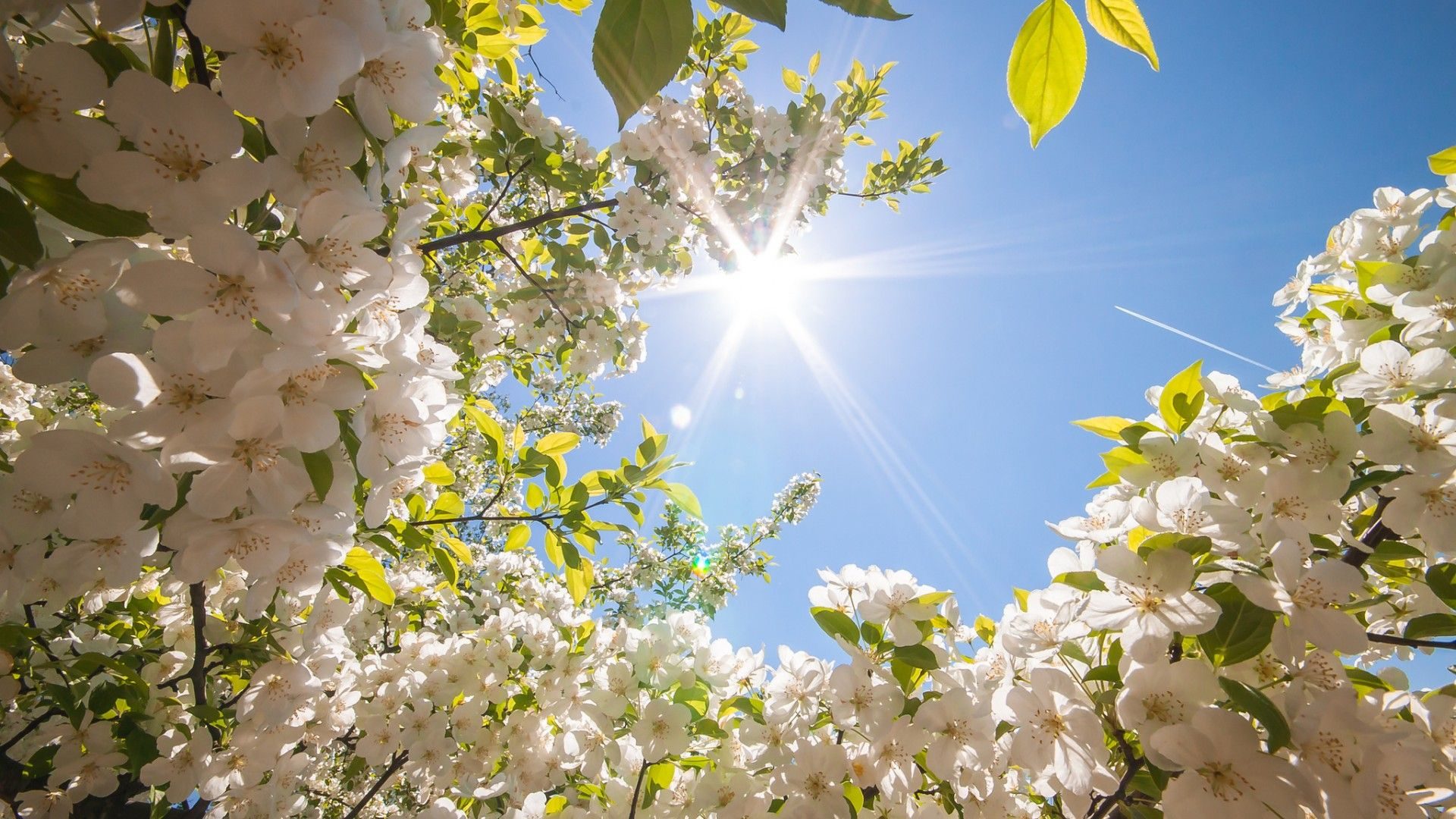 Meteo, l'inverno è quasi finito, in settimana torna la primavera