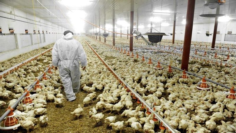 Cina, primo contagio umano col ceppo H3N8 di influenza aviaria