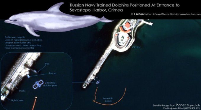 Ucraina, Putin mette in campo due delfini per monitorare i fondali di Sebastopoli