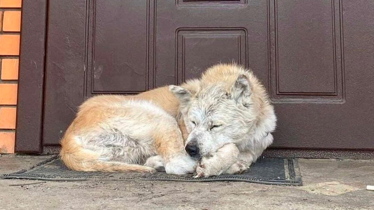 Ucraina. Storia di Reeny, il cane che aspetta da un mese la propria padrona morta in guerra