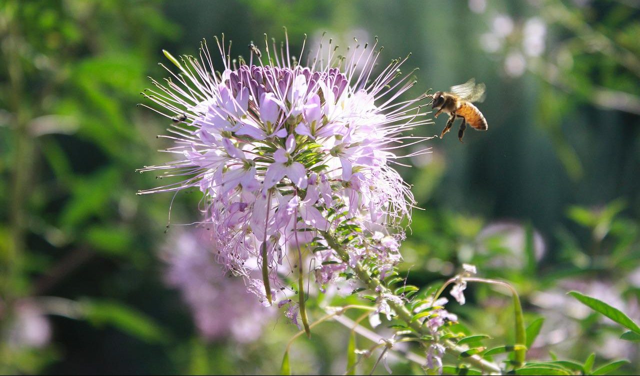 Giornata mondiale delle api, Coldiretti: "Sono essenziali per la maggior parte dell'agricoltura"