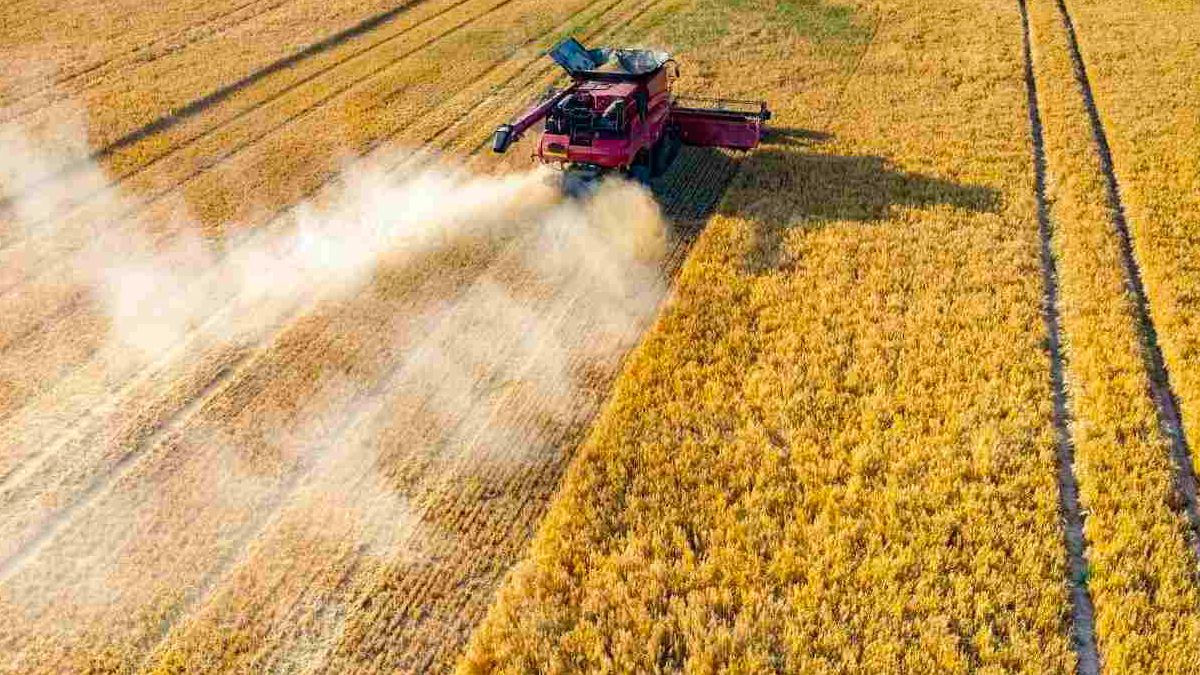 In Italia arrivano 1,2 milioni di tonnellate di grano grazie all'accordo tra Russia e Ucraina