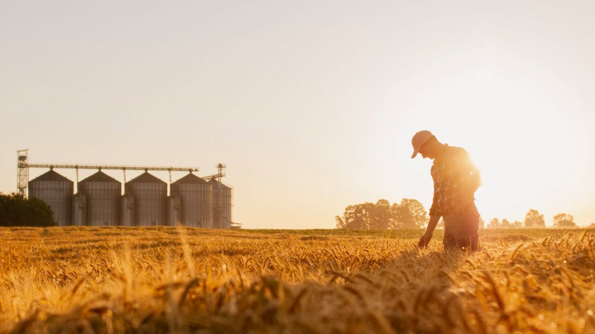 Ucraina, il prezzo del grano alle stelle: + 5%. L'India potrebbe rivedere il blocco dell'export