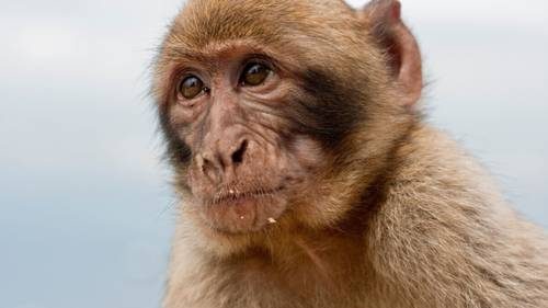 Vaiolo delle scimmie, sono 3 i casi in Italia. Stop a stigmatizzazione: non è una malattia solo sessuale
