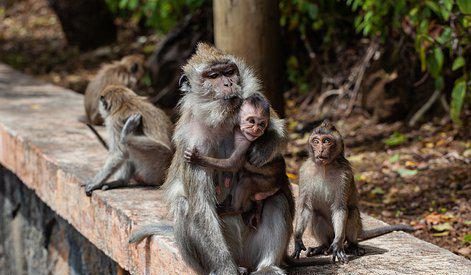 Spallanzani, primo caso di vaiolo delle scimmie in Italia