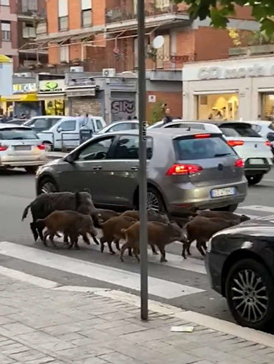 Gli attori romani denunciano il degrado della Capitale: "Perché nessuno pulisce?"