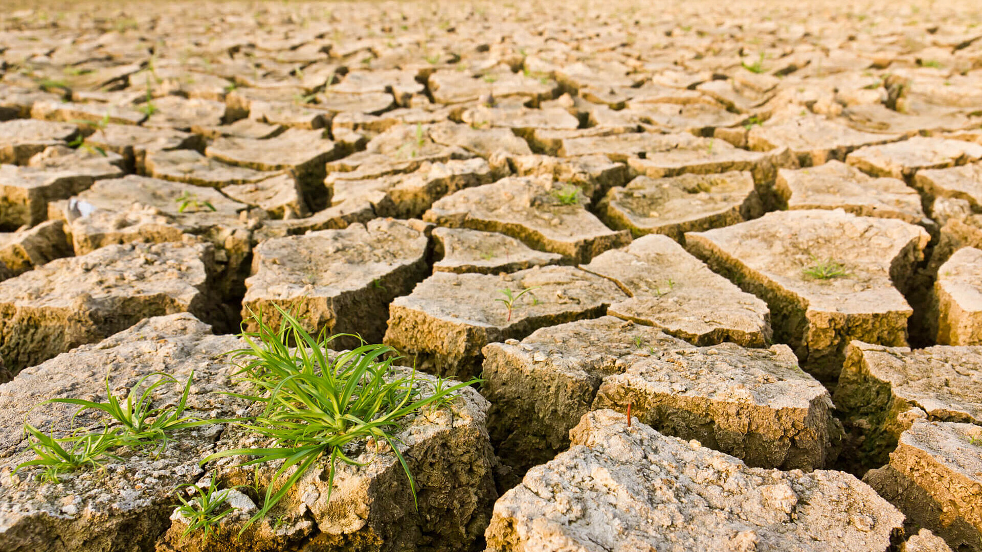 Il premio Nobel Schiller: "La destra nega che il cambiamento climatico sia colpa dell'uomo e allora..."