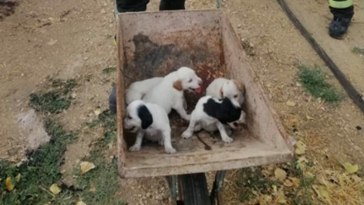 Incendi a Roma, i vigili del fuoco hanno salvato dalle fiamme 20 cuccioli in un capannone