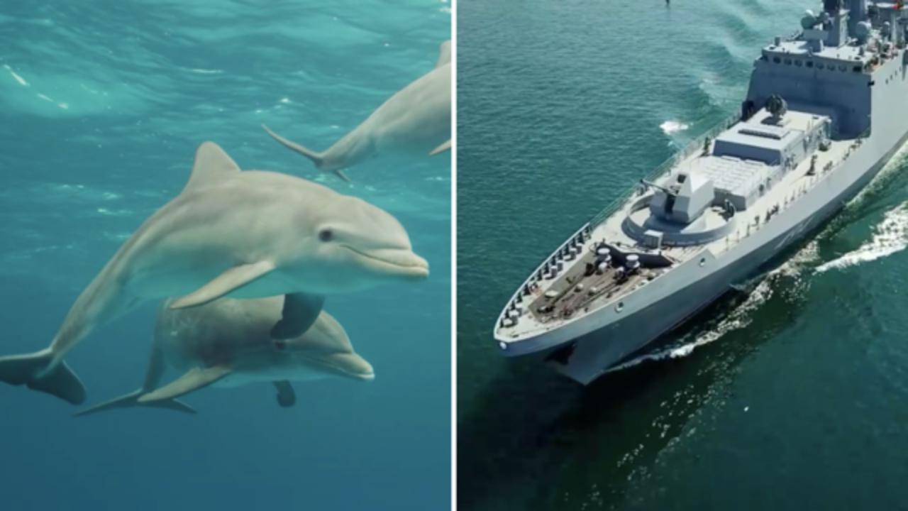 Strage di delfini: in 5 mila uccisi per la presenza di navi e sottomarini russi nel Mar Nero