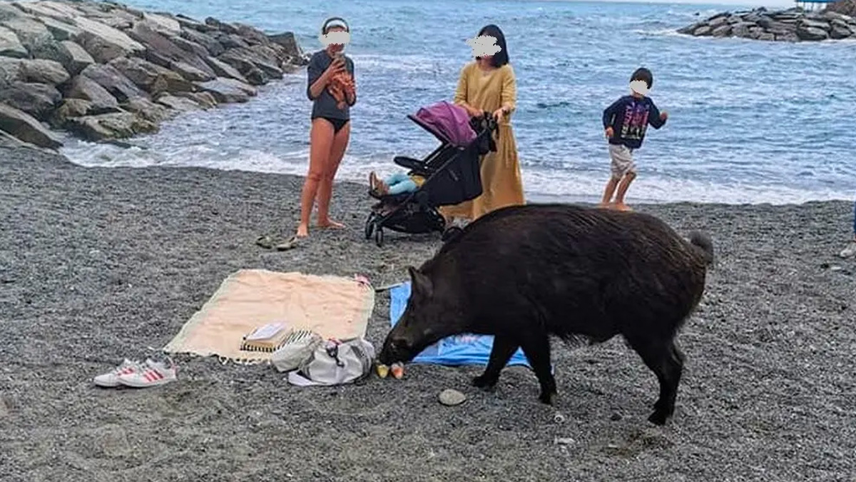 Donna aggredita da un cinghiale in spiaggia: "Ho sentito un dolore tremendo, nessuno mi ha aiutata"