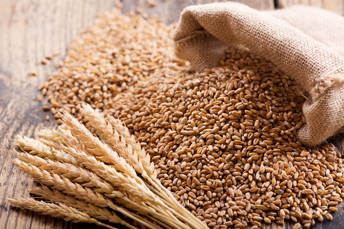 L'amministrazione filorussa di Zaporizhzhya ruba e vende il grano ucraino