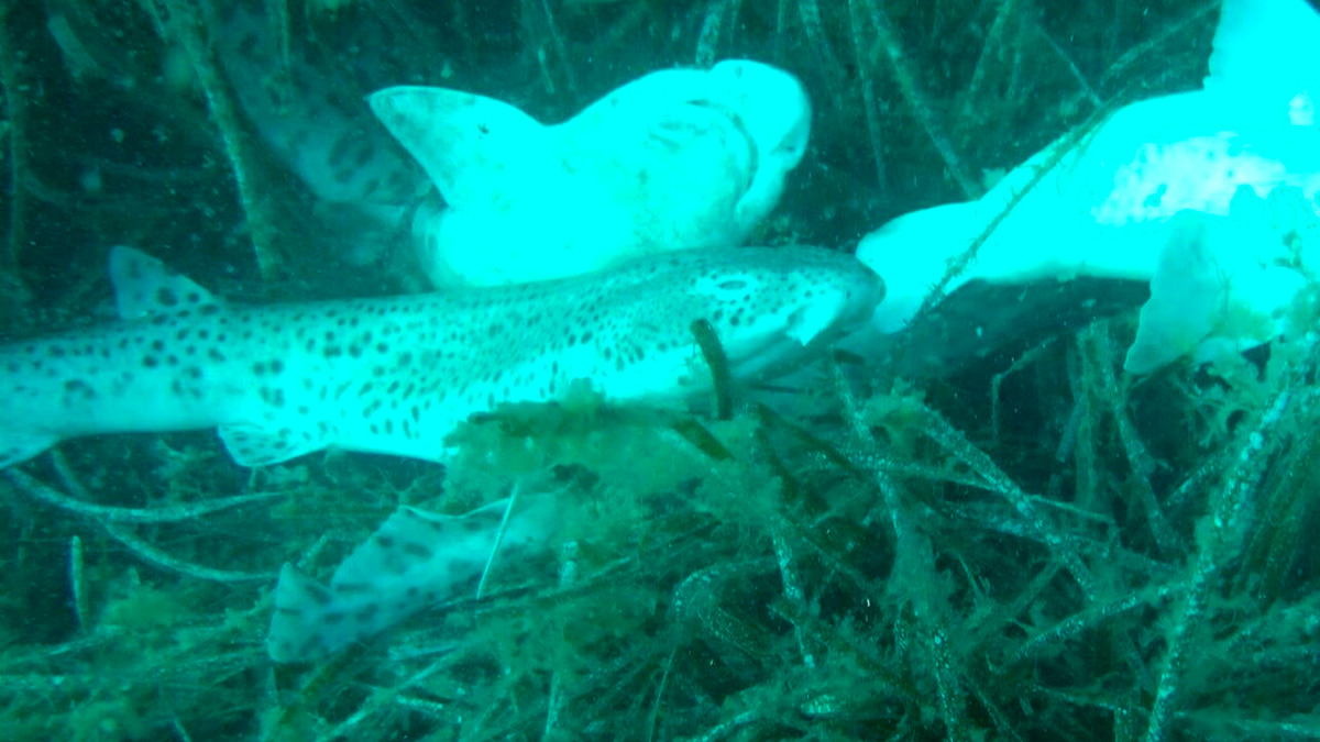 Isola d'Elba, carcasse di squali e razze sui fondali. Legambiente: "E' l'avvertimento di qualche pescatore"