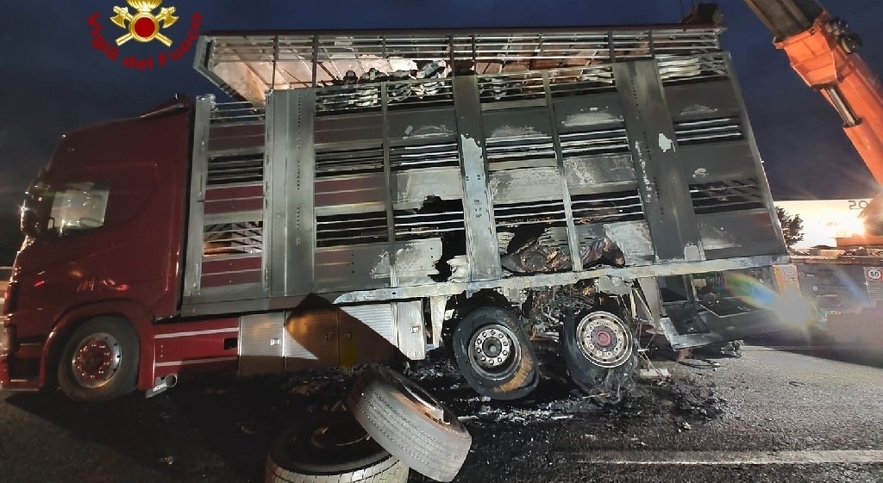 A fuoco un camion carico di bestiame: 13 mucche morte nel rogo sull'autostrada