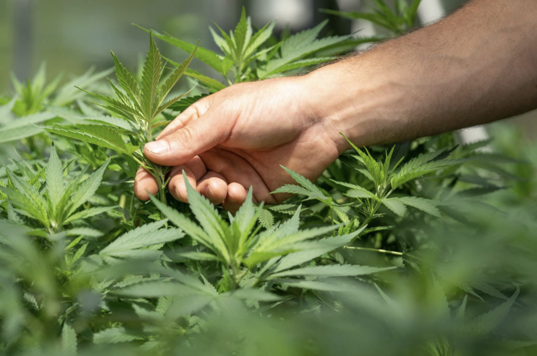 5 modi in cui la CBD può migliorare le prestazioni di un atleta