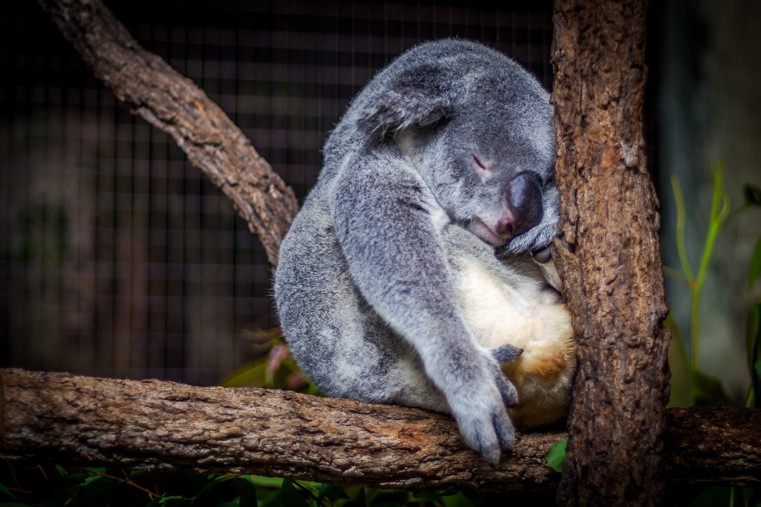 Una notizia da brividi: in 50 anni distrutto il 69% della fauna selvatica al mondo